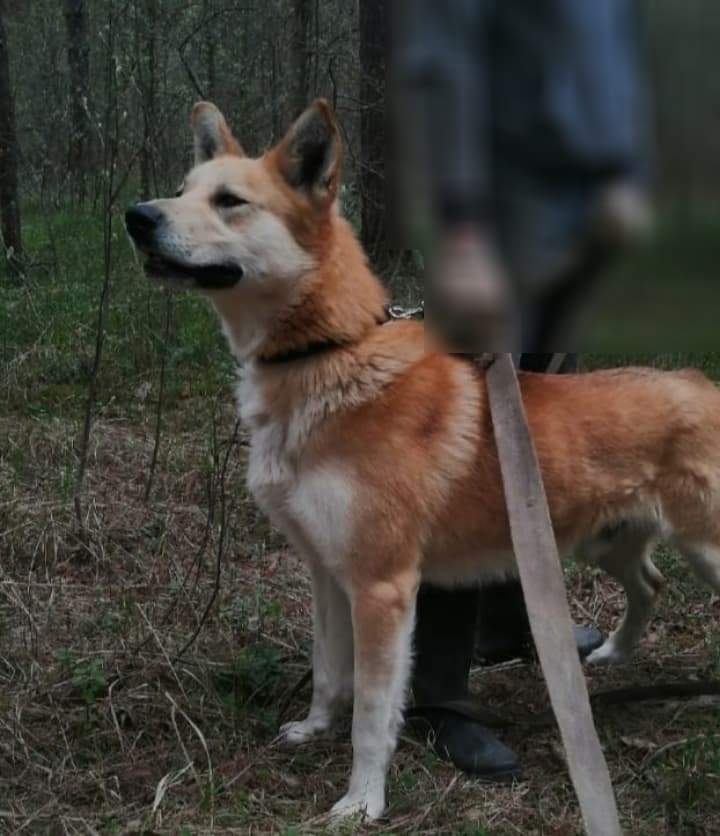 Тор