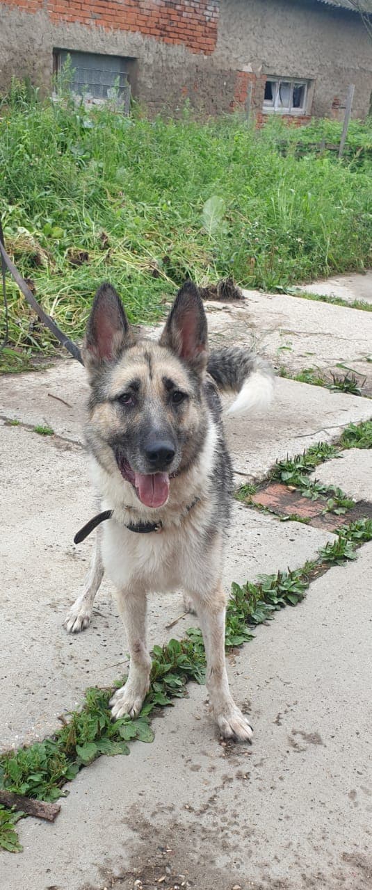 Айк