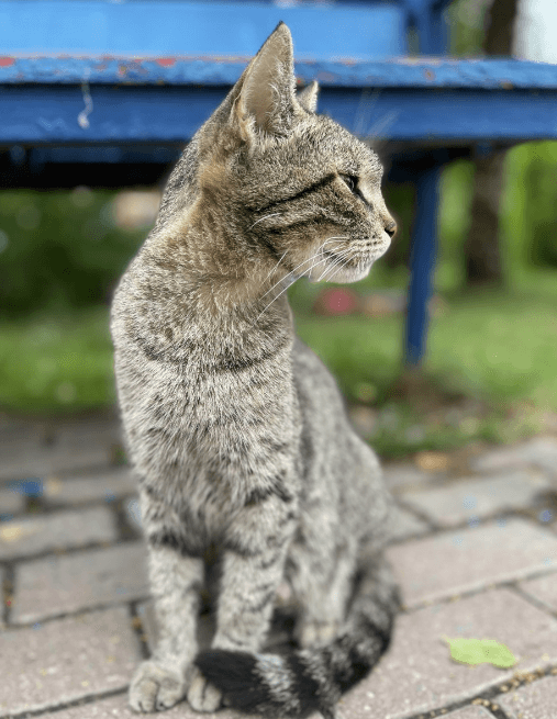 Марта