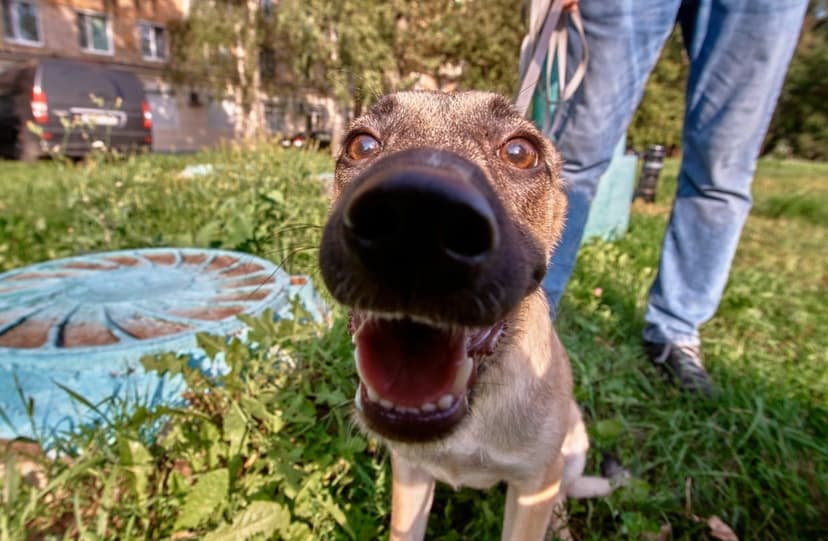 Нара
