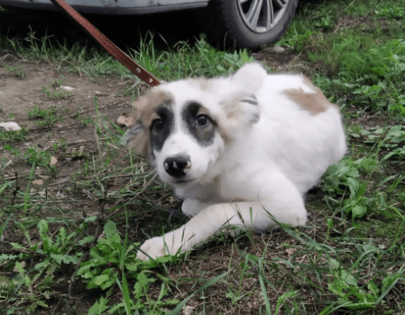 Ронни