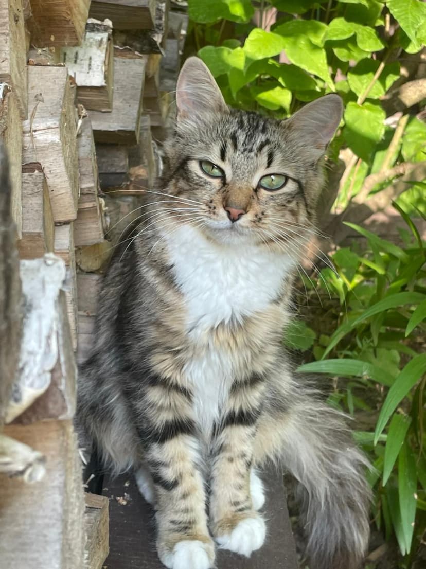 Котя
