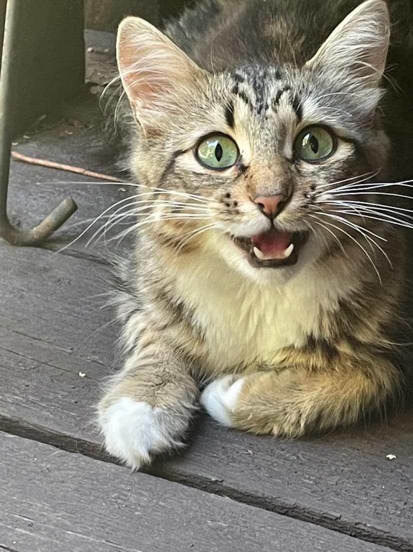 Котя