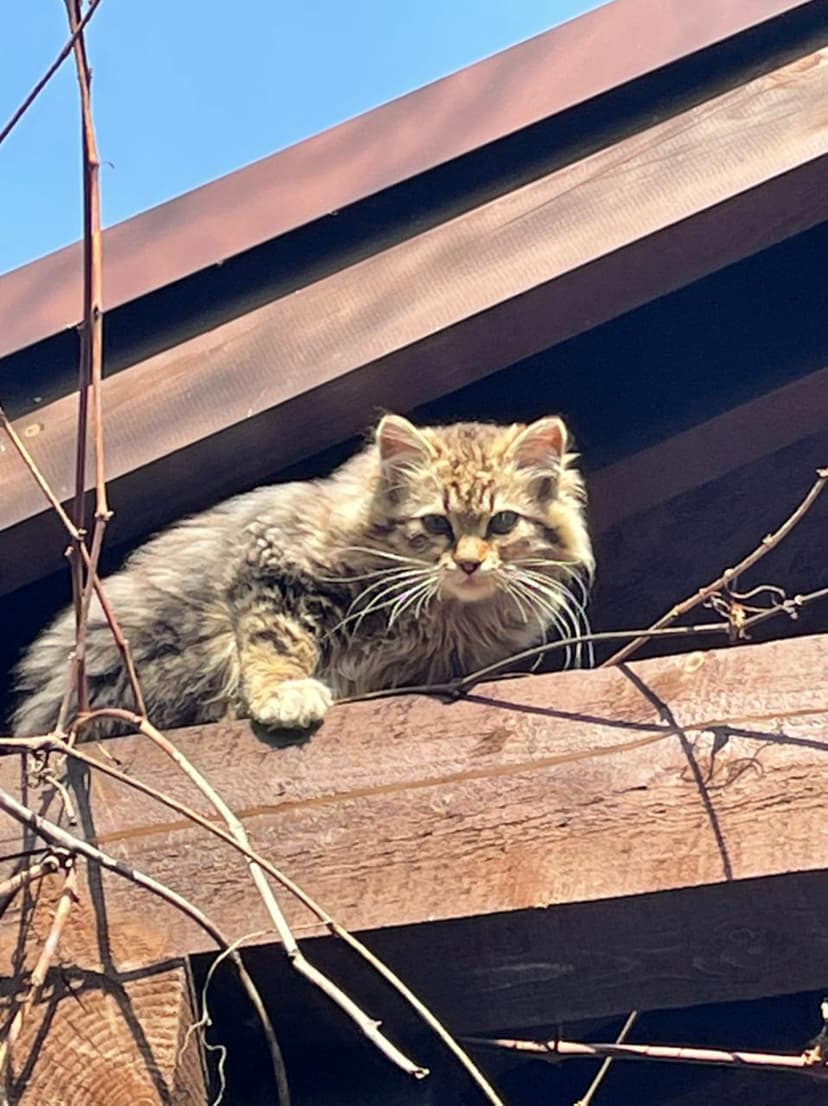 Котя