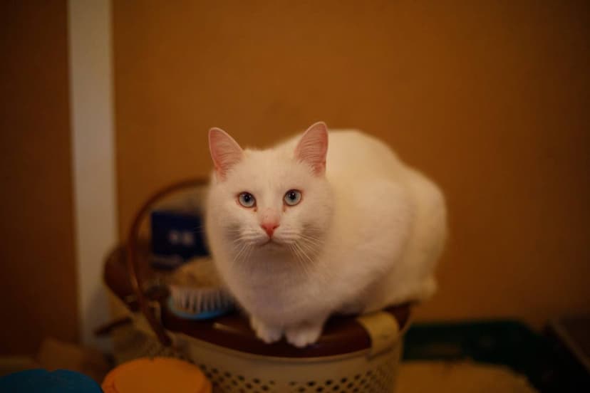 Беляш