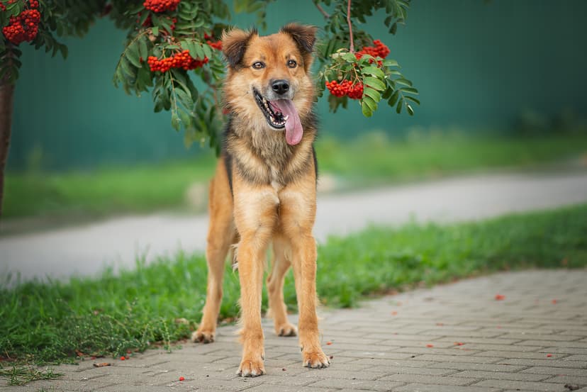 Валет