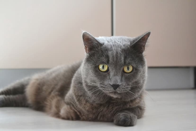 Квилл