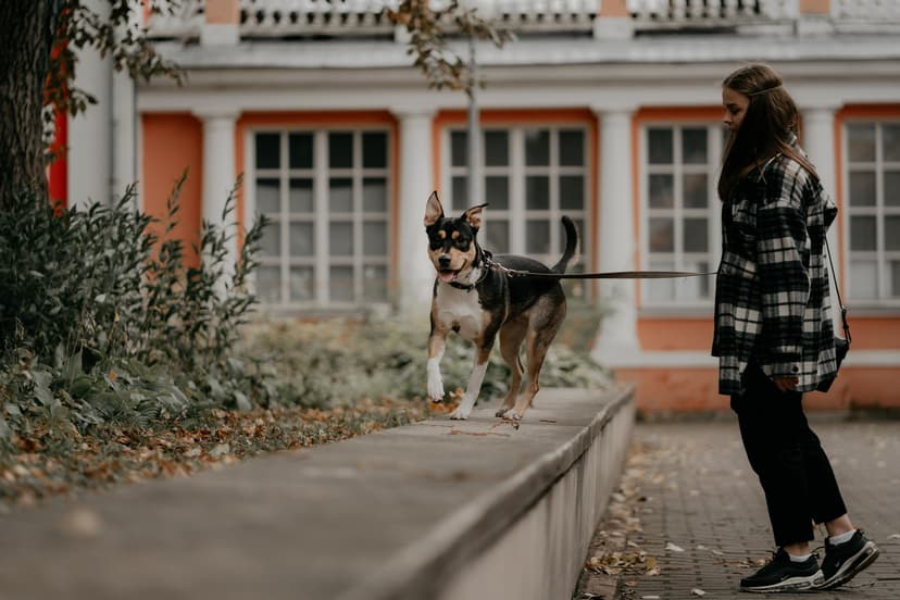 Молли