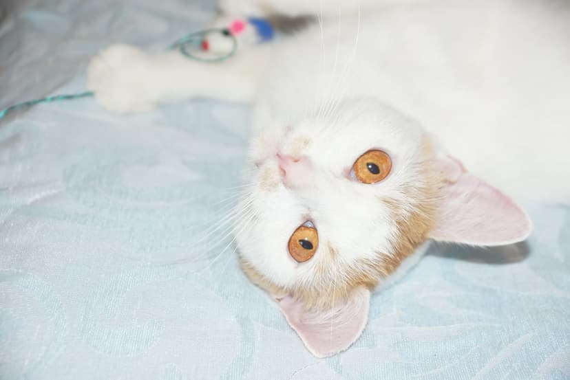 Абрикос