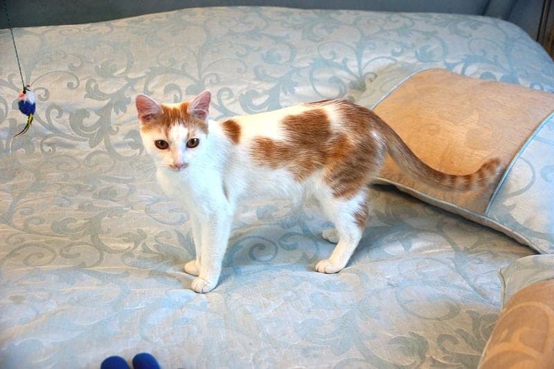 Абрикос