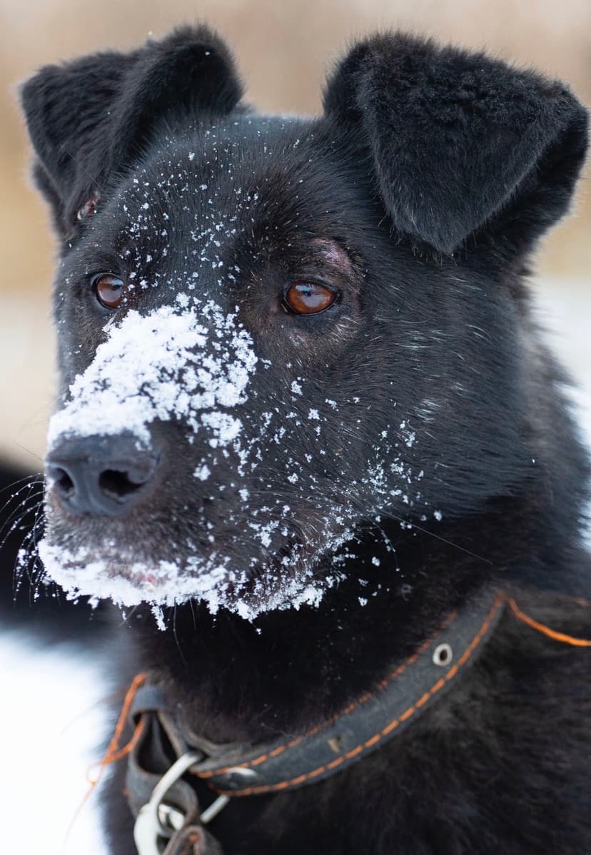 Сёма