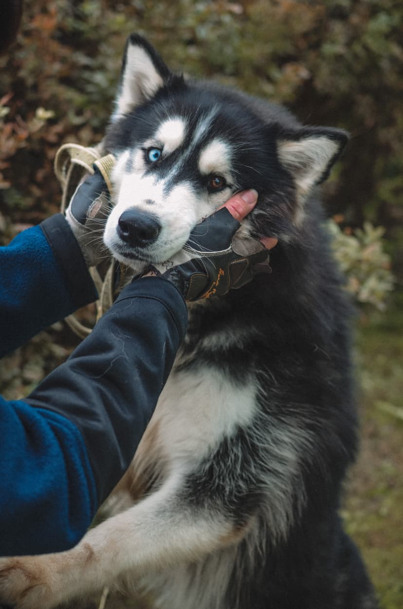 Дюк (СПб)