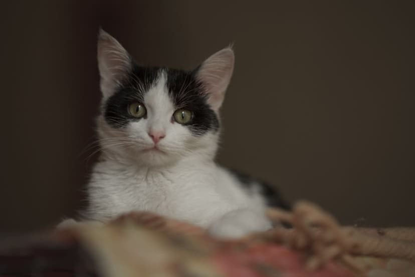 Кося