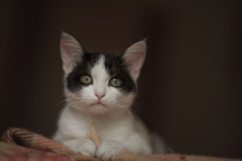 Кося