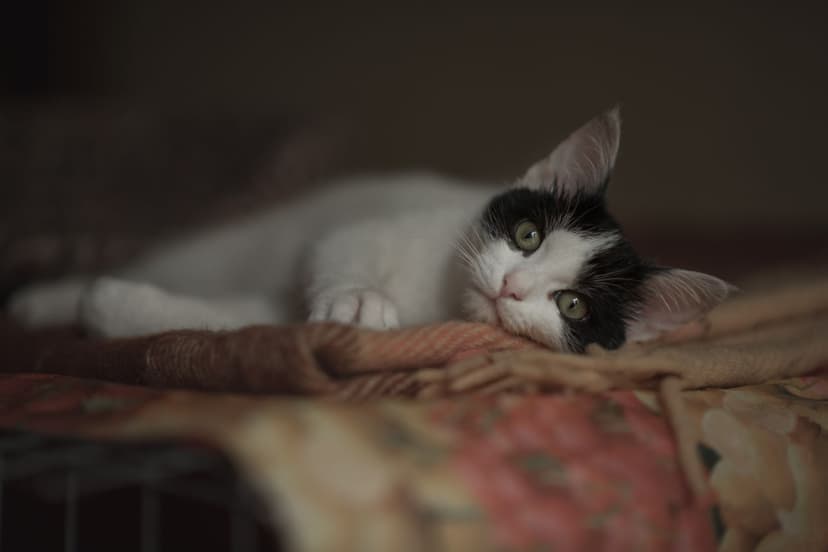 Кося