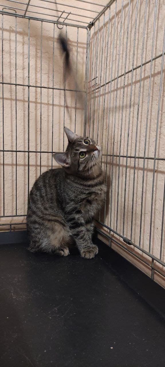 Кикиморик
