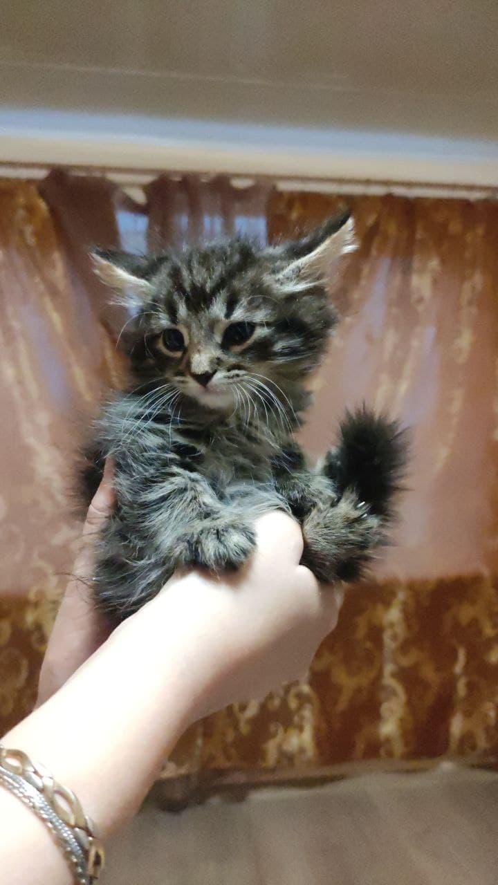 Люцик