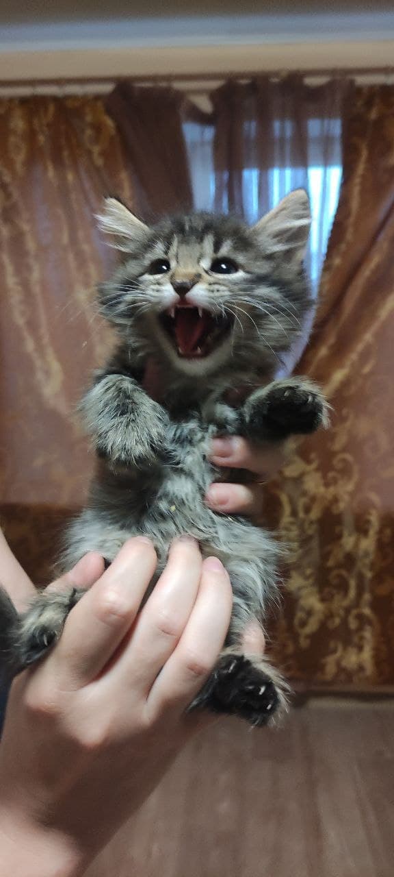 Люцик