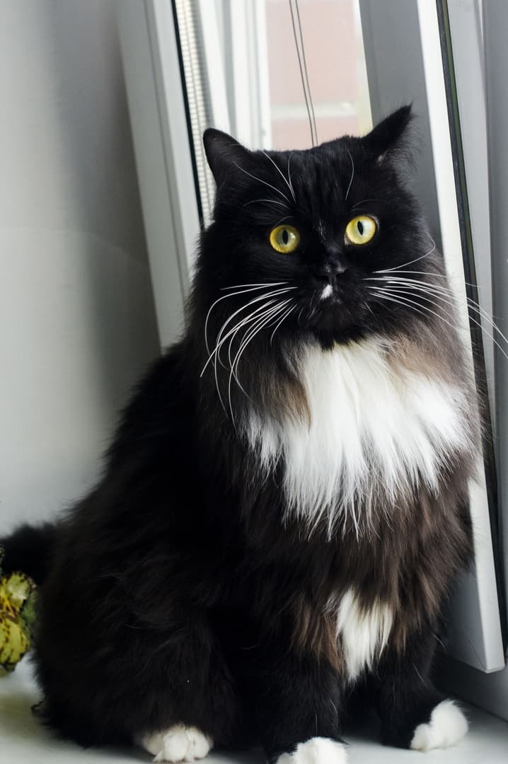 Вилей