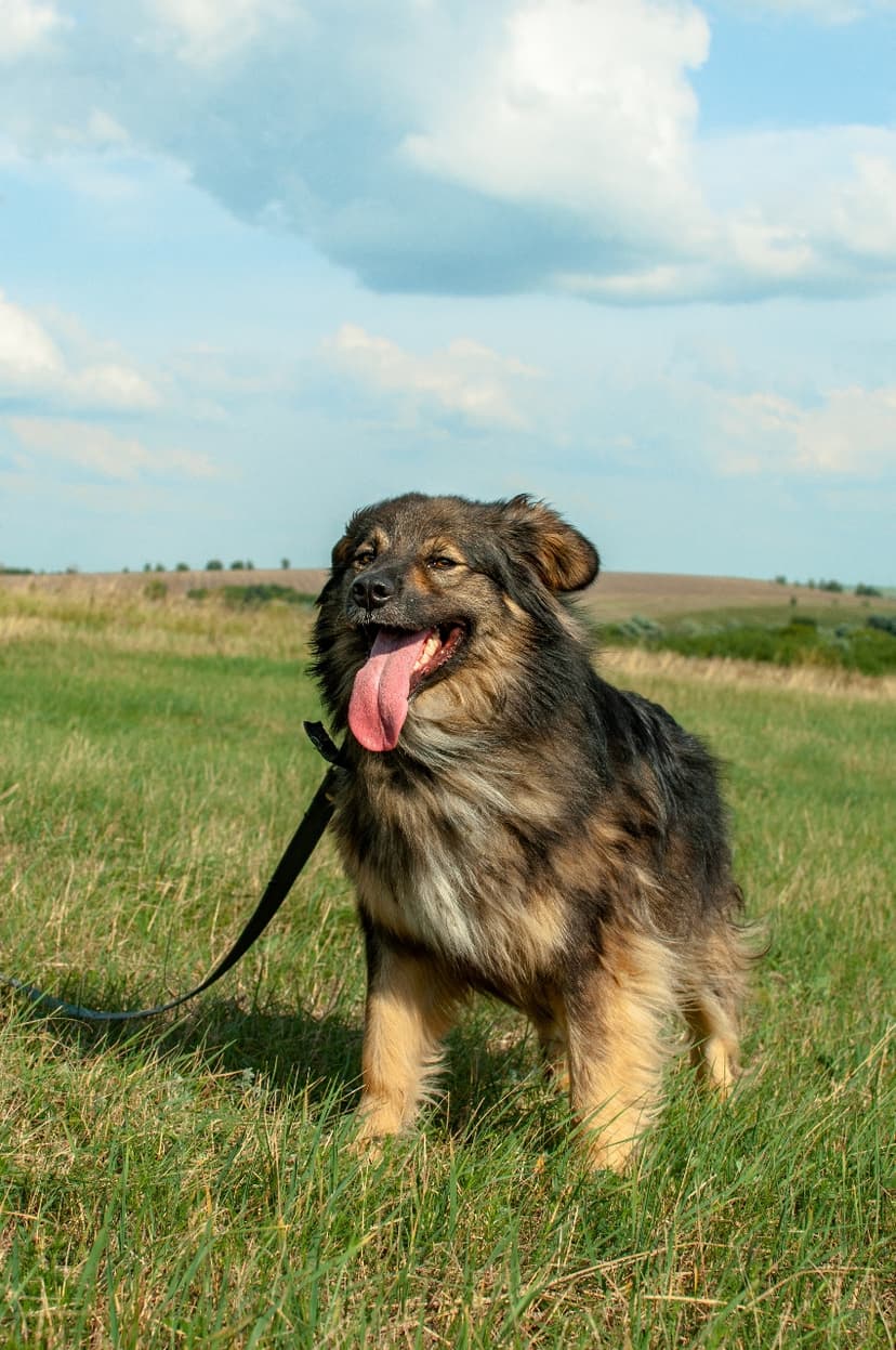 РЕКСА