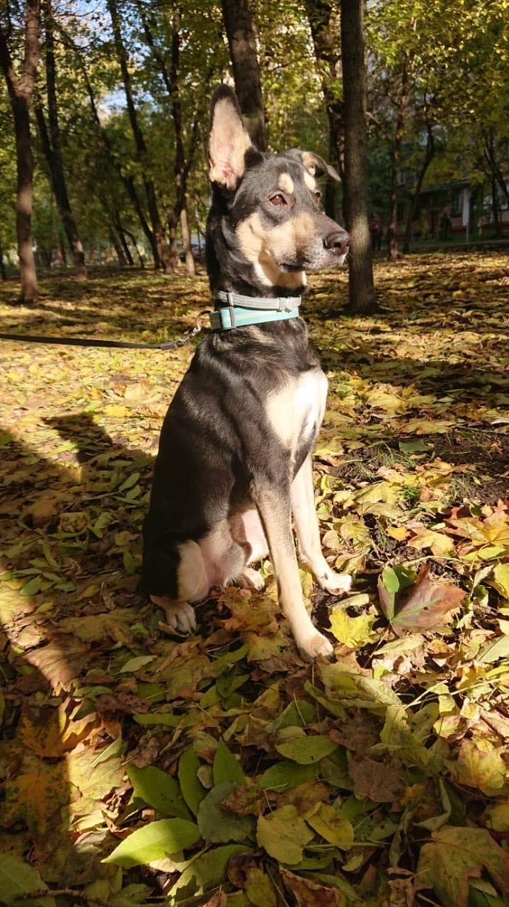 Спай