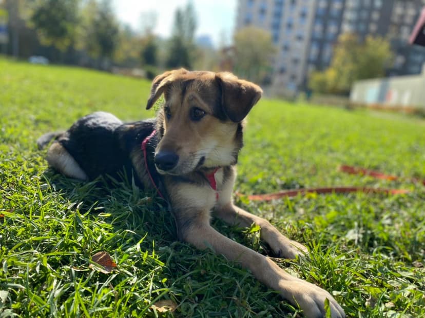 Лея