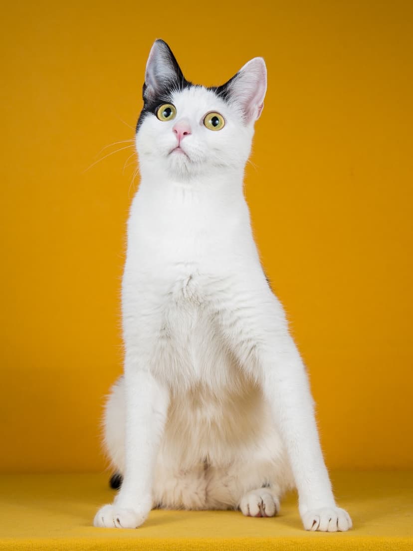 Лиза