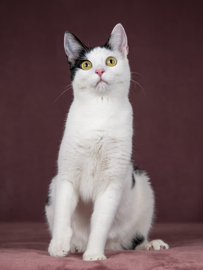 Лиза