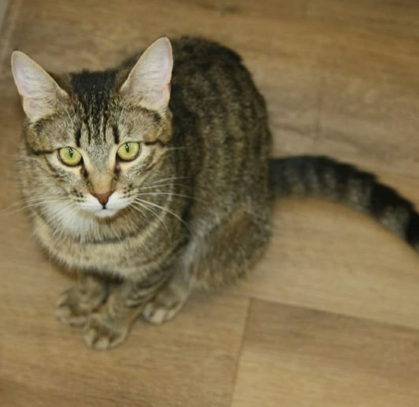 Лина
