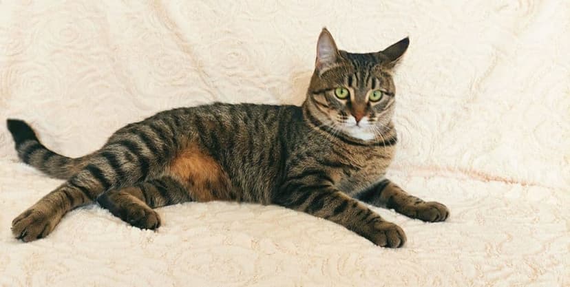 Лина