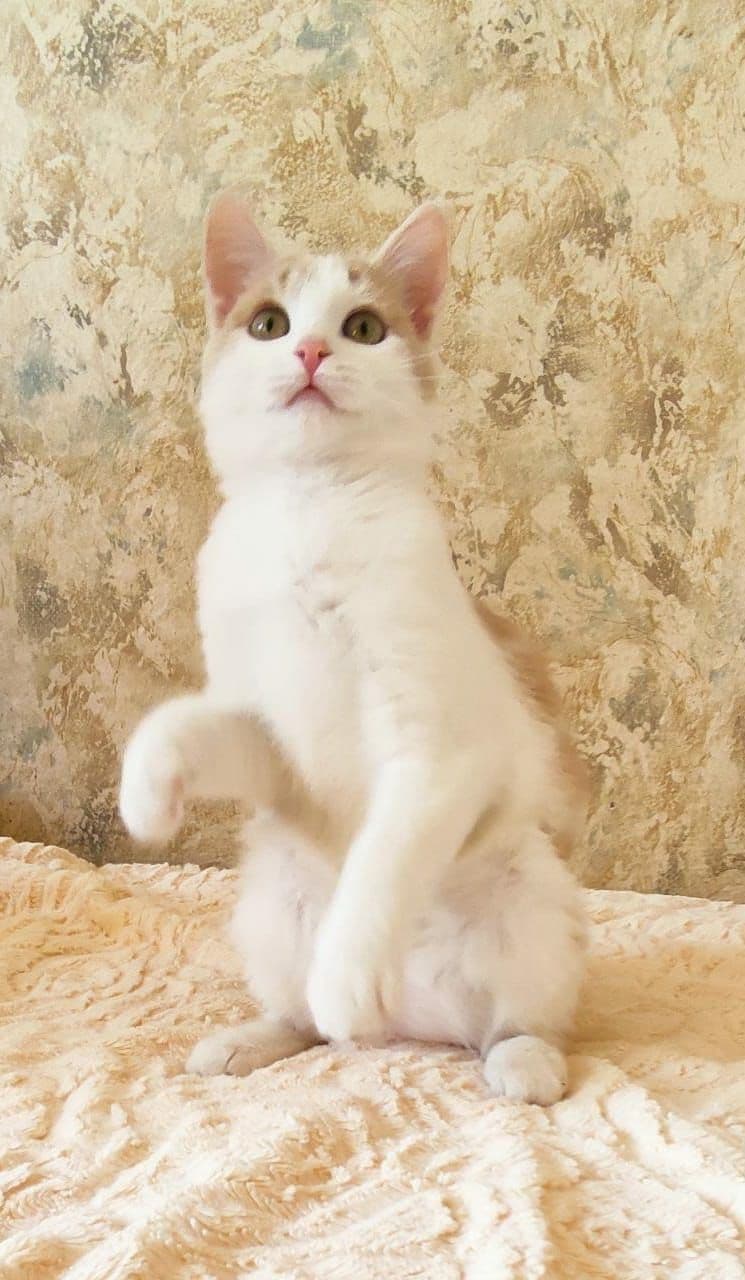 Персик
