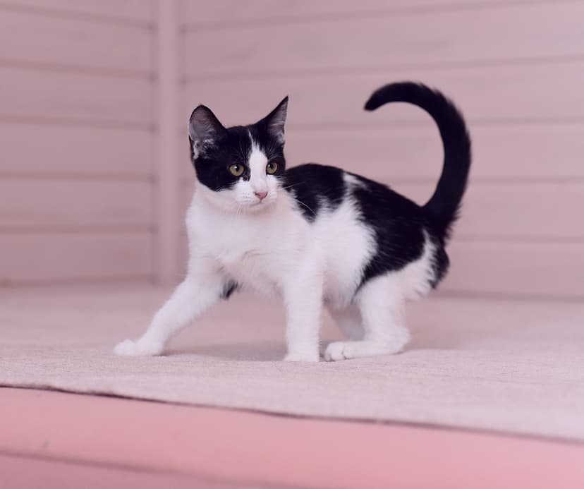 Фаина