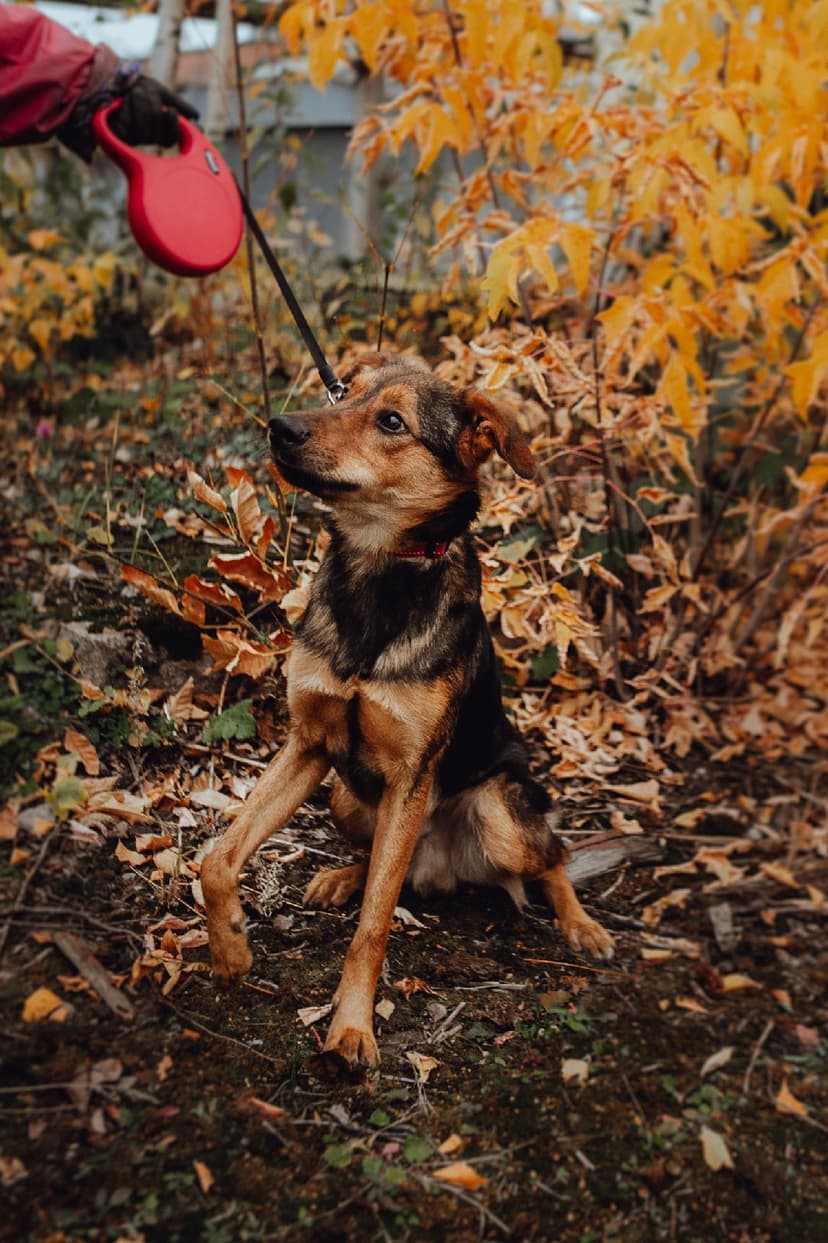 Максик