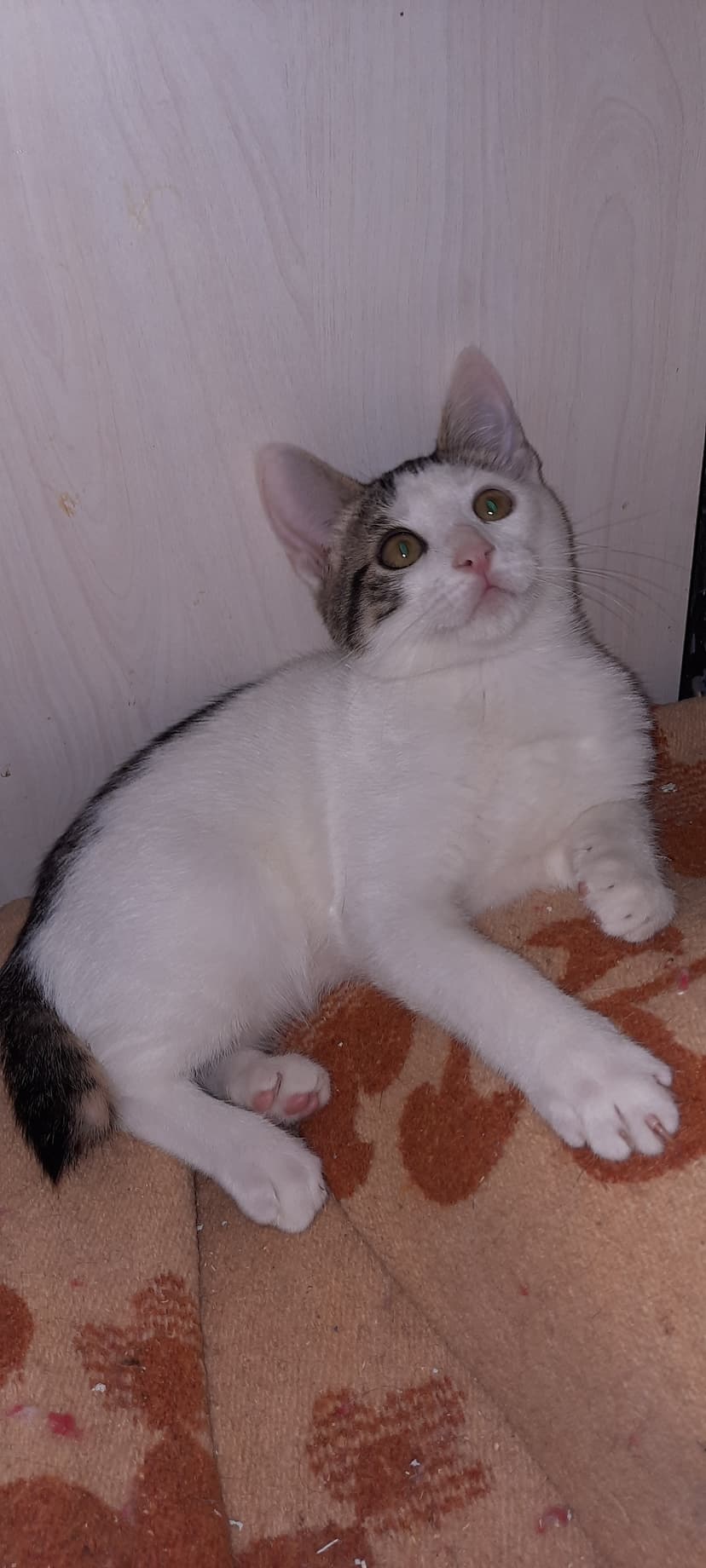 Кекс