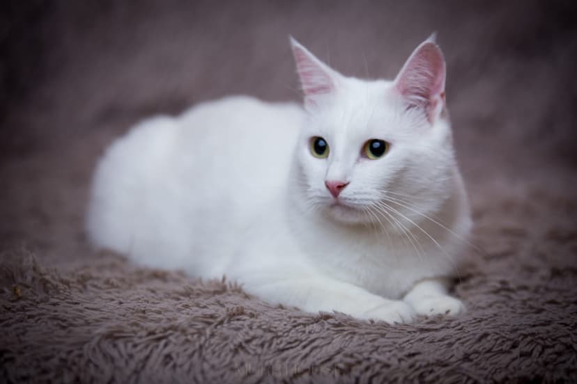 Клауд