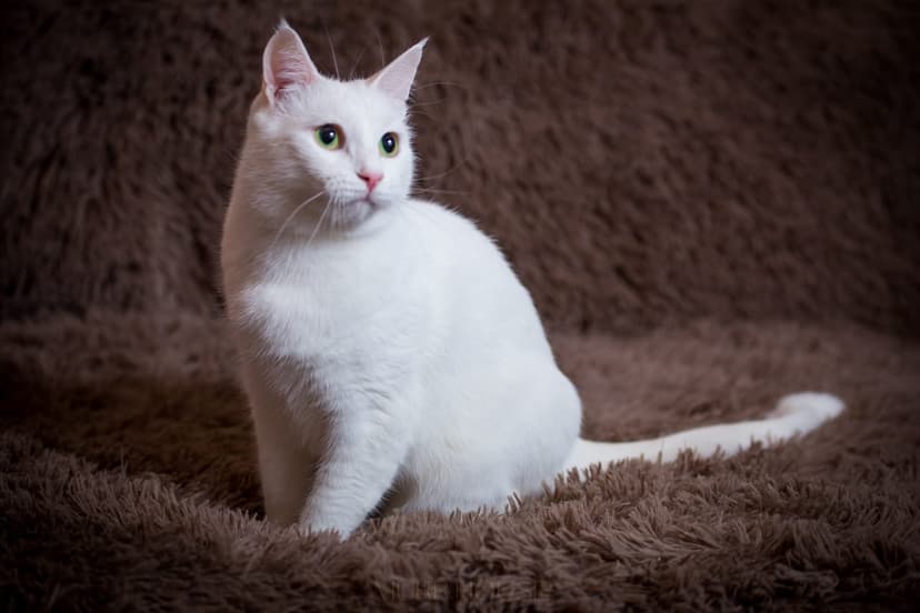 Клауд