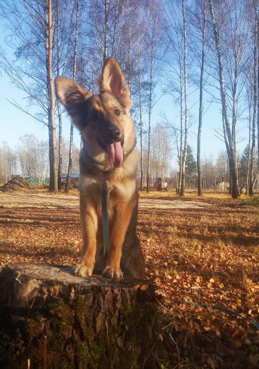 Киса