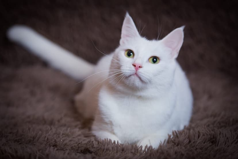 Клауд