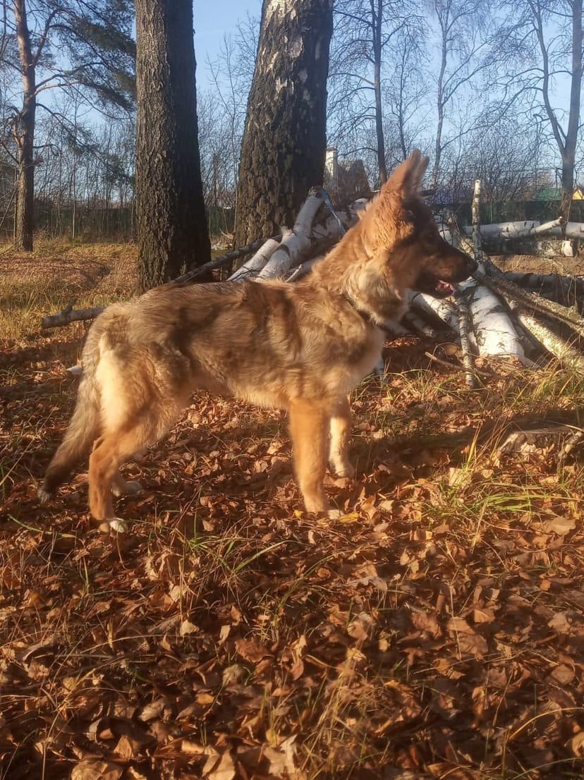 Киса