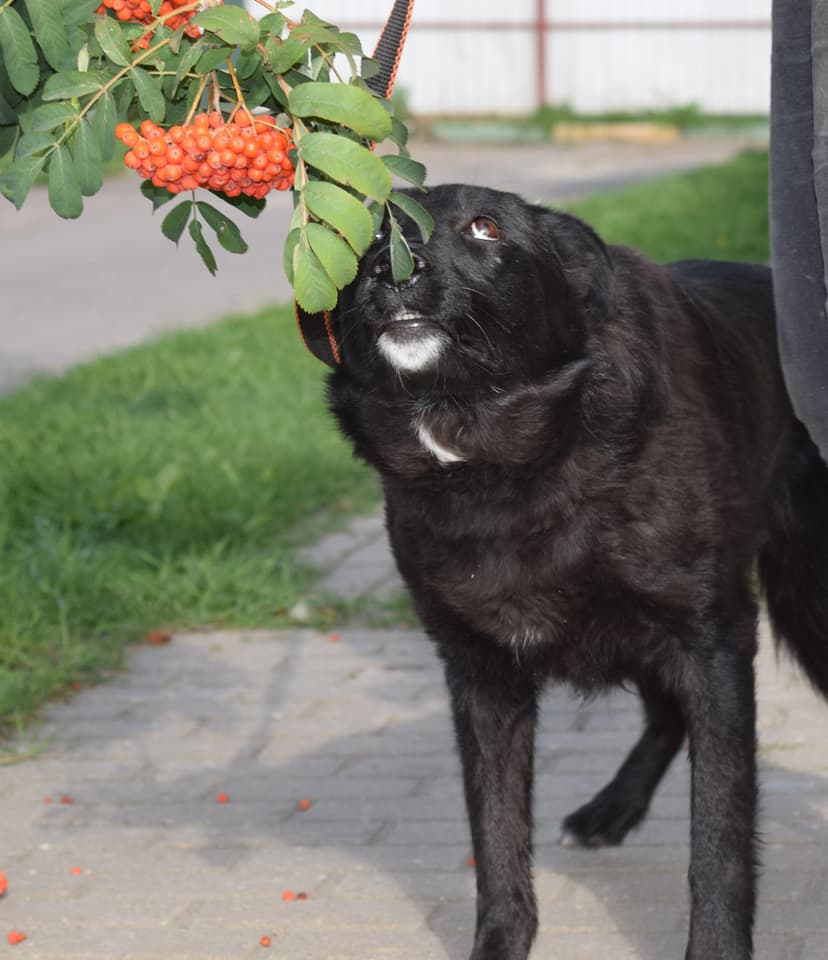 Рейчел
