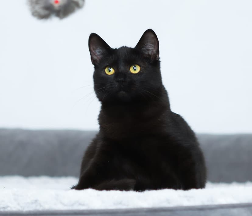 Эшли