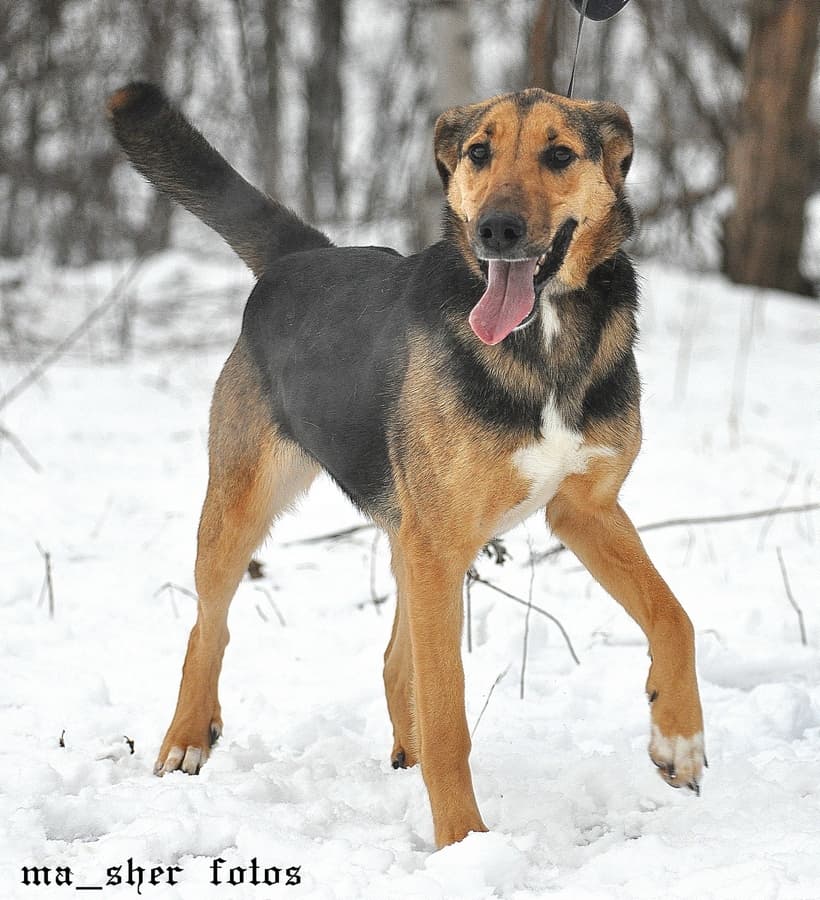 Пуля