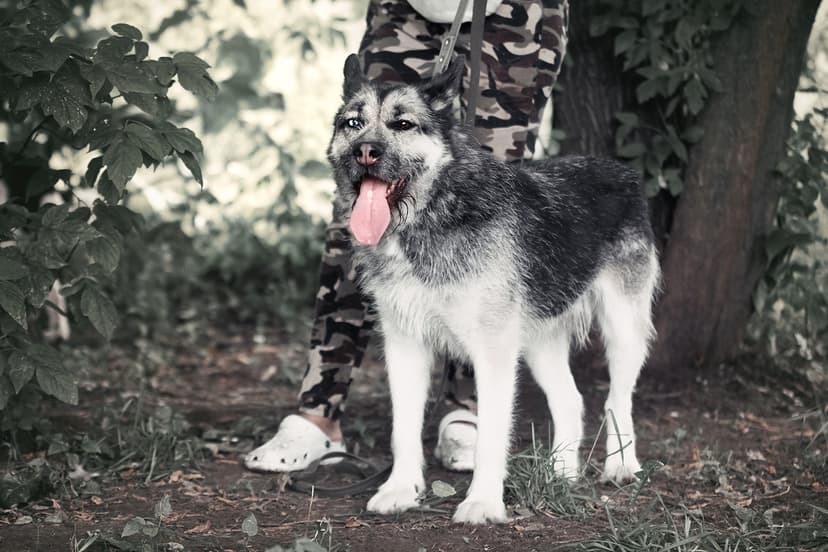 Мишико