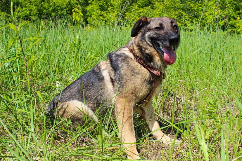 Ровер