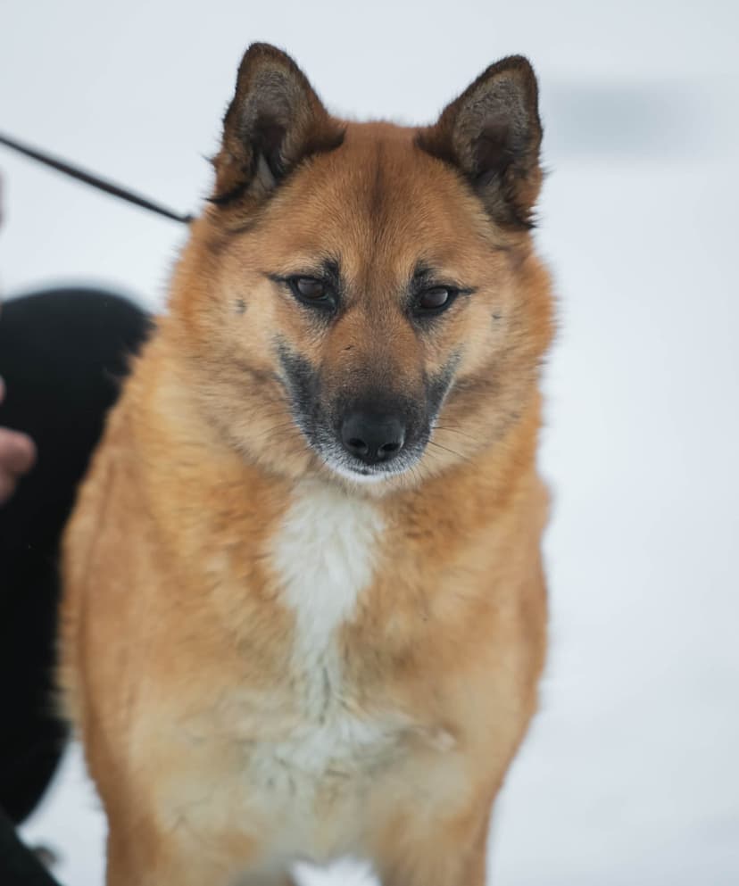 Злата