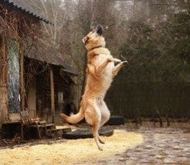 Джорж 