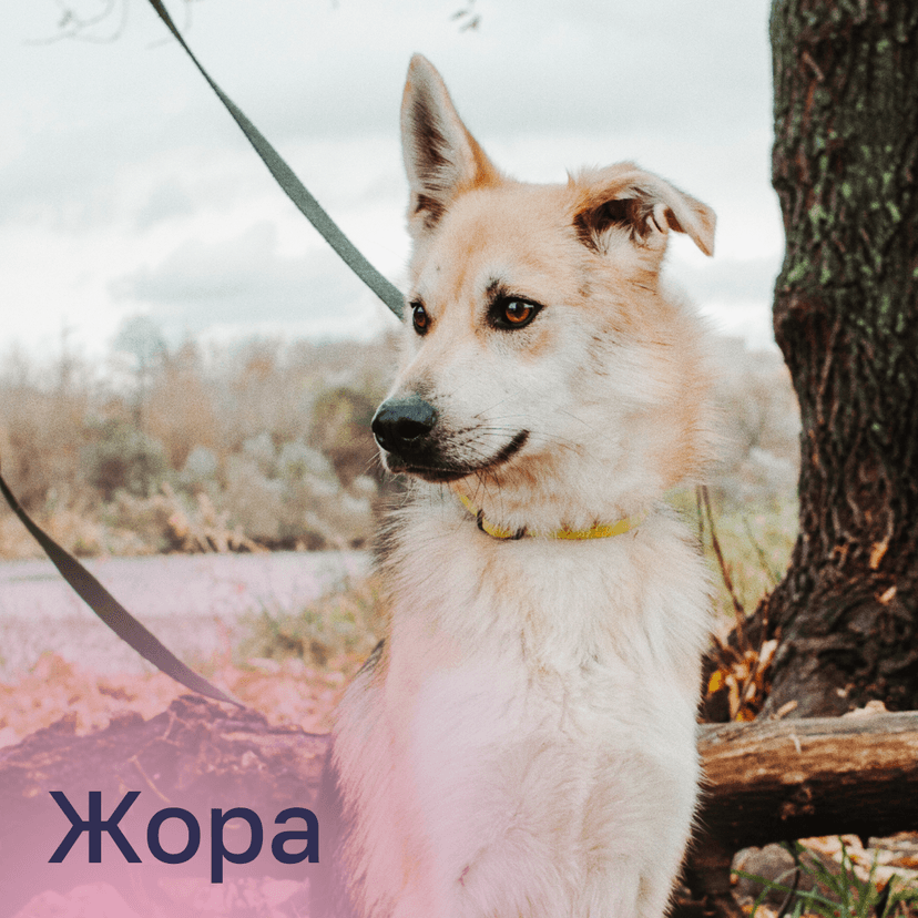 Жора