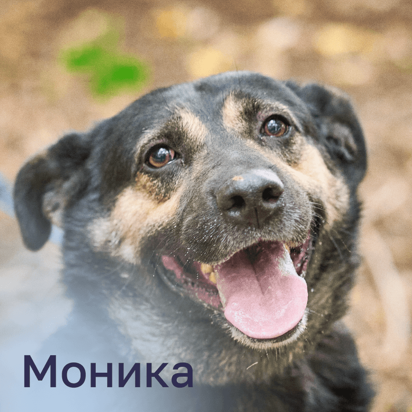 Моника