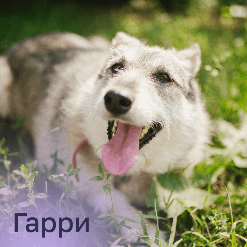 Гарри