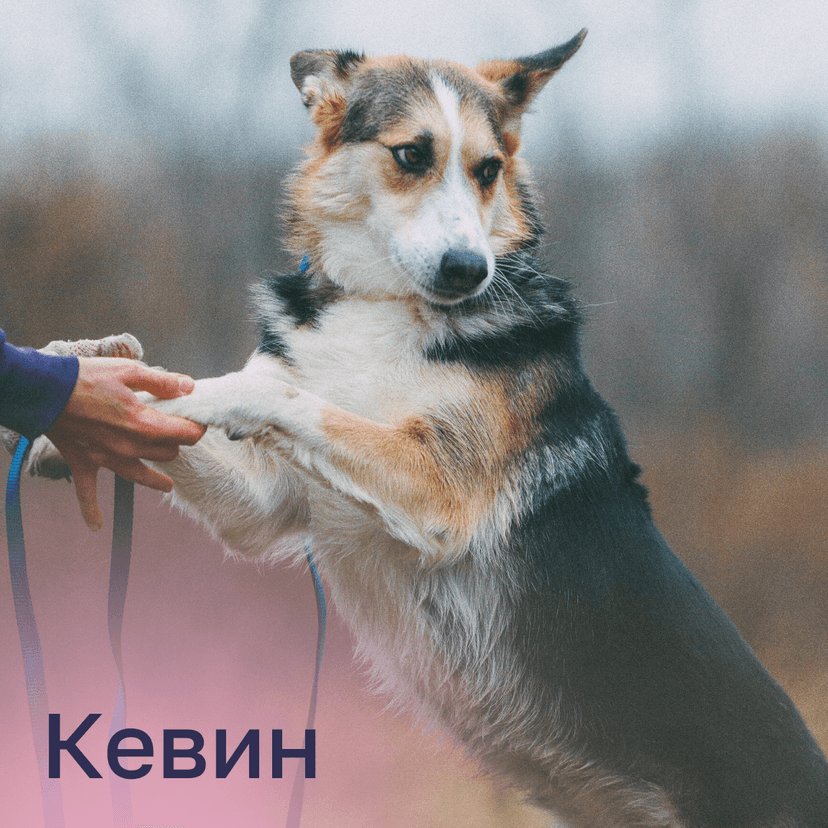 Кевин